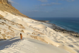Socotra_2025 (52/76)